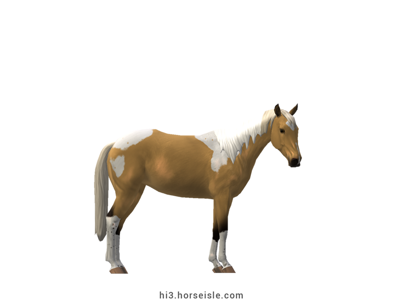 Australian Stock Horse Pale Yellow Silver Tobiano Coat